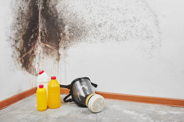 Best HVAC Mold Remediation in Stephenville, TX
