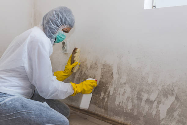 Stephenville, TX Mold Remediation Company