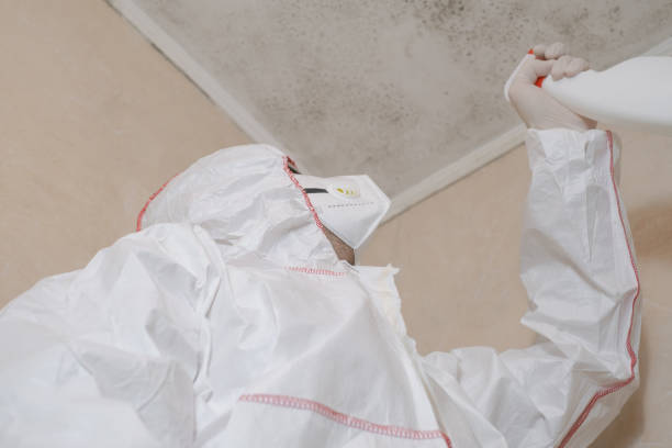 Best Mold Testing and Inspection Services in Stephenville, TX