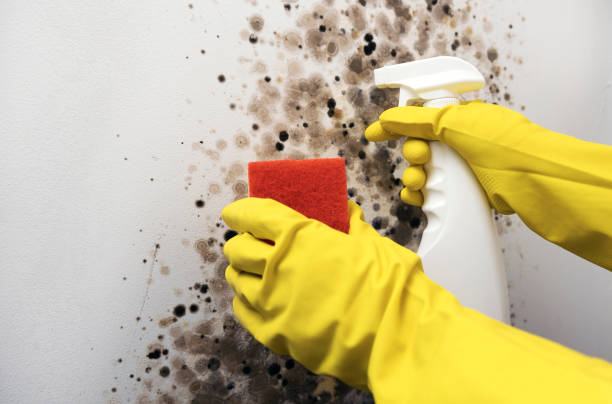 Best Attic Mold Remediation in Stephenville, TX
